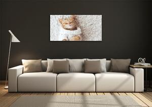 Foto-obraz fotografie na skle Kočka ve svetru osh-92307728