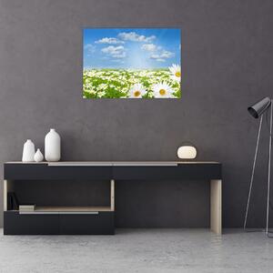 Obraz rozkvetlé louky s kopretinami (70x50 cm)
