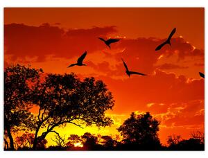 Obraz ptáků při západu slunce (70x50 cm)