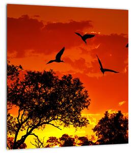 Obraz ptáků při západu slunce (30x30 cm)