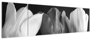 Obraz - Černobílé květy tulipánů (170x50 cm)