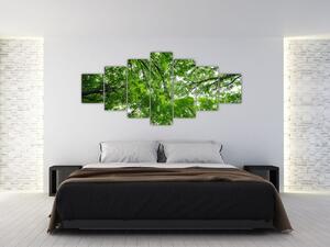 Obraz - Pohled do korun stromů (210x100 cm)