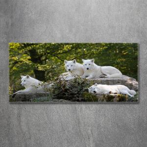 Foto-obraz na skle horizontální Bílí vlci a skála osh-93949837