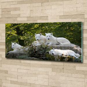 Foto-obraz na skle horizontální Bílí vlci a skála osh-93949837
