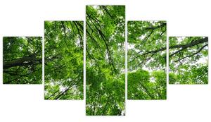 Obraz - Pohled do korun stromů (125x70 cm)