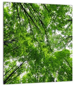 Obraz - Pohled do korun stromů (30x30 cm)