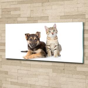 Foto-obraz na skle horizontální Pes a kočka osh-94452483