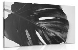 Obraz list monstery v černobílém provedení - 60x40 cm