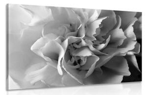 Obraz lupínky karafiátu v černobílém provedení - 120x80 cm