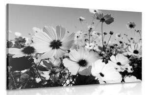 Obraz louka jarních květin v černobílém provedení - 90x60 cm
