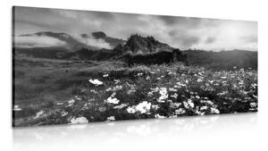 Obraz louka kvetoucích květin v černobílém provedení - 100x50 cm
