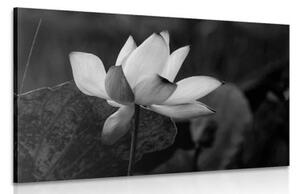 Obraz jemný lotosový květ v černobílém provedení - 60x40 cm