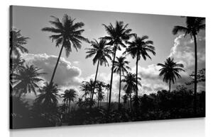 Obraz kokosové palmy na pláži v černobílém provedení - 60x40 cm