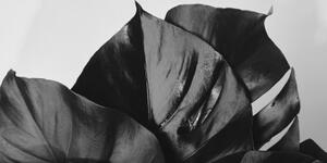 Obraz černobílý list monstery - 100x50 cm