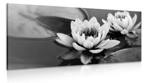 Obraz lotosový květ v jezeře v černobílém provedení - 100x50 cm