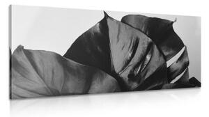 Obraz černobílý list monstery - 100x50 cm