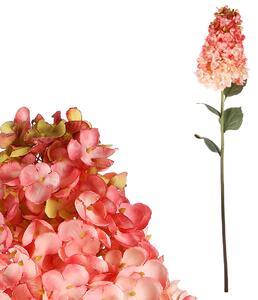 Hortenzie latnatá, růžovo-krémová barva KUM3436 PINK