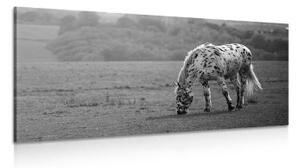 Obraz kůň na louce v černobílém provedení - 100x50 cm
