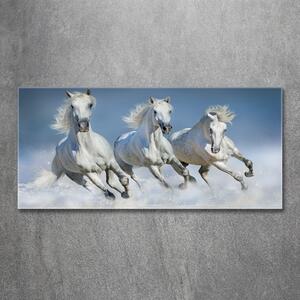 Foto-obraz na skle horizontální Koně ve cvalu osh-95257907