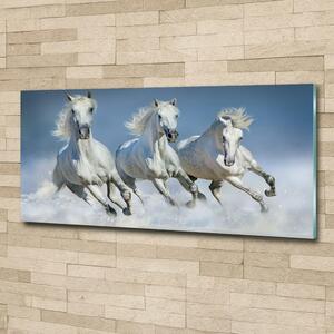 Foto-obraz na skle horizontální Koně ve cvalu osh-95257907