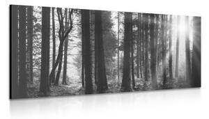 Obraz les zalitý sluncem v černobílém provedení - 100x50 cm