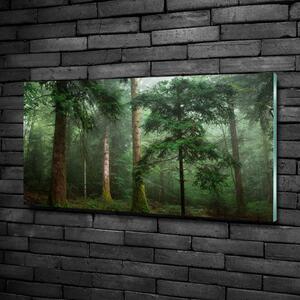 Foto obraz fotografie na skle Mlha v lese osh-95330664