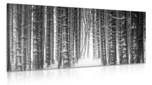 Obraz les zahalen sněhem v černobílém provedení - 100x50 cm