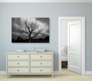 Obraz černobílý strom na louce - 120x80 cm