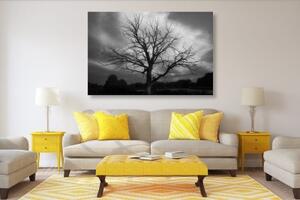 Obraz černobílý strom na louce - 60x40 cm