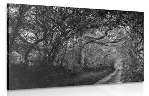 Obraz černobílý les - 60x40 cm