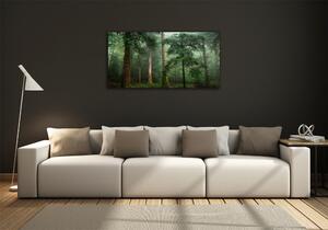 Foto obraz fotografie na skle Mlha v lese osh-95330664
