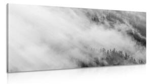 Obraz černobílý mlhavý les - 100x50 cm