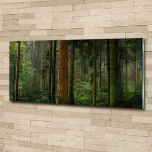Foto obraz sklo tvrzené Mlha v lese osh-95353064