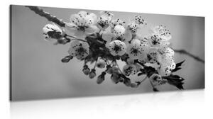 Obraz kvetoucí větvičku třešně v černobílém provedení - 100x50 cm
