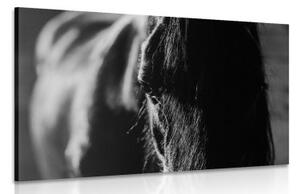 Obraz majestátní kůň v černobílém provedení - 120x80 cm