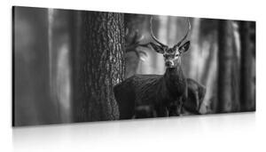 Obraz jelen v lese v černobílém provedení - 100x50 cm