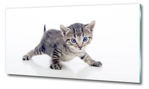 Foto-obrah sklo tvrzené Malá kočka osh-95620650
