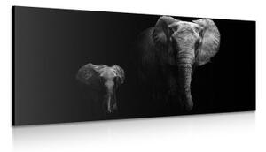 Obraz malý slon a slonice - 100x50 cm