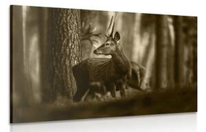 Obraz jelen v borovicovém lese v sépiové provedení - 60x40 cm