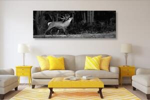 Obraz majestátní jelen v černobílém provedení - 150x50 cm