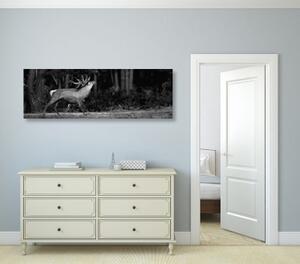Obraz majestátní jelen v černobílém provedení - 120x40 cm