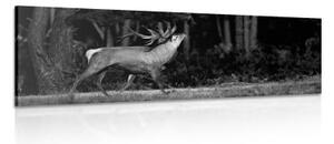 Obraz majestátní jelen v černobílém provedení - 150x50 cm