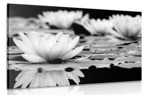 Obraz lotosový květ v černobílém provedení - 120x80 cm