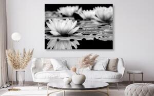 Obraz lotosový květ v černobílém provedení - 60x40 cm