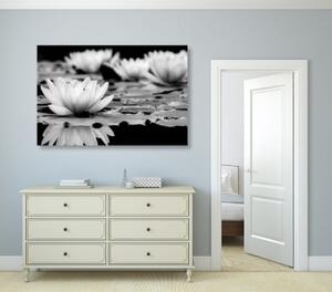 Obraz lotosový květ v černobílém provedení - 60x40 cm