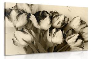 Obraz jarní tulipány v sépiovém provedení - 90x60 cm