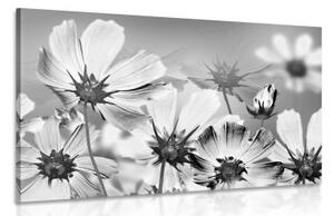 Obraz letní květy v černobílém provedení - 60x40 cm