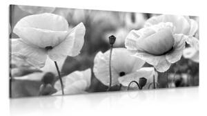 Obraz krásné pole vlčích máků v černobílém provedení - 100x50 cm