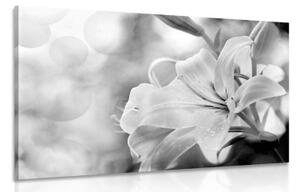 Obraz květ lilie na abstraktním pozadí v černobílém provedení - 60x40 cm