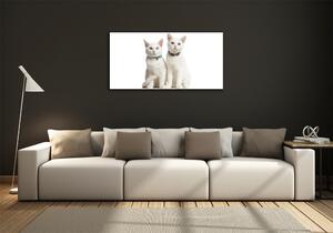 Foto-obraz skleněný horizontální Bílé kočky osh-97350767